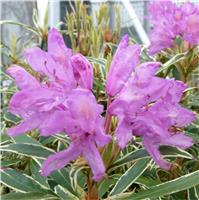 Rhododendron Ponticum Variegatum - Compact Evergreen Shrub