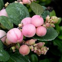 Symphoricarpos doorenbosii 'Mother of Pearl'