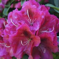 Rhododendron Nova Zembla - Rhododendron Hybrid