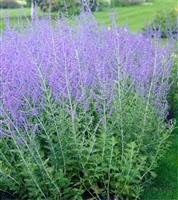 Perovskia Blue Spire - Russian Sage