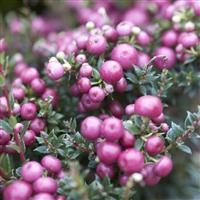Pernettya mucronata Rosy Pink - Evergreen Prickly Heath Gaultheria Berry Plants