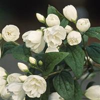Philadelphus Snowbelle - Compact Mockorange