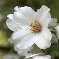 Philadelphus Belle Etoile - Mock Orange