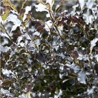Pittosporum Tom Thumb - 'Kohehu'