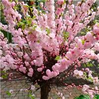 Prunus triloba - Double Flowering Cherry-Almond - LARGE 60-80cm Shrub in Bud