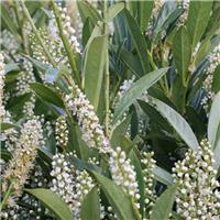 Prunus laurocerasus Otto Luyken