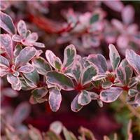 Pyracantha Sparkler - Variegated Evergreen Pyracantha