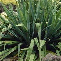 Yucca filamentosa - Evergreen Hardy Adams Needle