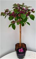 Callicarpa bodinieri Profusion - Patio Standard Tree