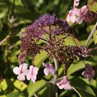 Hydrangea aspera 'Koki'