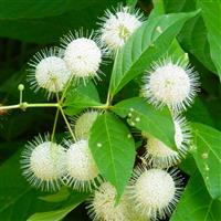 Cephalanthus occidentalis - Button Bush