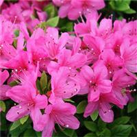 Azalea japonica Anouk - Evergreen Pink Azalea