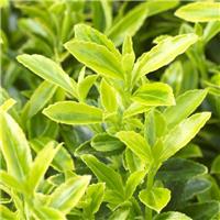 Euonymus japonicus microphyllus Aureovariegatus - Young Plant