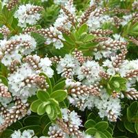 Hebe 'Wiri Mist'
