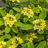 Daphne gemmata Royal Crown - Rare Yellow Flowered Chinese Daphne