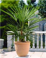 Trachycarpus fortunei - Hardy Chusan Windmill - YOUNG Fan Palm