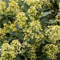 Skimmia japonica Finchy - Young Plant