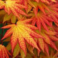 Acer shirasawanum Autumn Moon - Rare Japanese Full Moon Maple