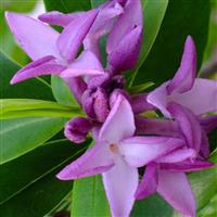 Daphne bholua x 'Spring Beauty'