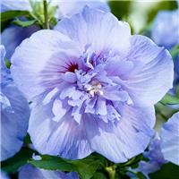 Hibiscus syriacus BLUE Chiffon - Double Flowered Tree Hollyhock