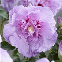 Hibiscus syriacus LAVENDER Chiffon - Double Flowered Tree Hollyhock