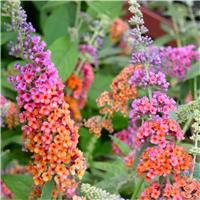Buddleja Bicolour - Butterfly Bush Buddleia weyeriana Bicolor - Rare two-tone Flower Power Buddleia - LARGE SPECIMEN