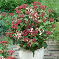 Large Viburnum tinus - Laurustinus -