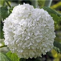 Viburnum opulus roseum - Snowball Tree - Large Specimen