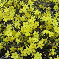 Jasminum nudiflorum - Winter Jasmin - Large Specimen