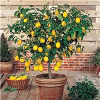 Lemon Citrus - Extra Large Specimen - Lemon Tree - circa 140-190cm