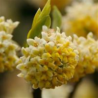 Edgeworthia chrysantha 'Nanjing Gold' - Paperbush - LARGE Heavy Specimen Plants