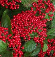 Viburnum dilatatum Sealing Wax