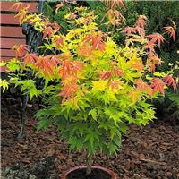 Acer Japanese Maple Trees - Orange Dream - Large 130-150cm