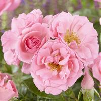 Large 5-6ft Specimen - Climbing Rose Bantry Bay