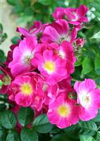 Large 6-7ft Specimen - Climbing Rose American Pillar