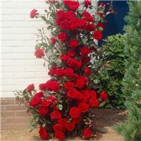Large 5-6ft Specimen - Climbing Red Rose - Musimara