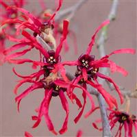 Hamamelis Diane (Ruby Glow) - Witch Hazel - LARGE Specimen 120-140cm
