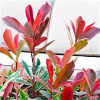 Photinia cassini Pink Marble - Hardy, Evergreen Variegated Red Robin Shrub - LARGE SPECIMEN - circa-150cm