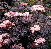 Sambucus nigra Black Lace - Black Elder Sambuca Plant - LARGE SPECIMEN
