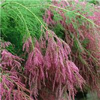 Tamarix ramosissima 'Pink Cascade' - LARGE SPECIMEN