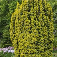 Taxus baccata fastigata aurea David - Golden Fastigiate Yew - circa 90-110cm Specimen Plant