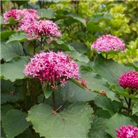 Clerodendrum bungei - Glory Flower - LARGE SPECIMEN