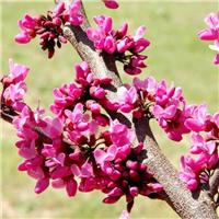 Cercis canadencis Merlot - Chinese Redbud or Judas Tree - Large Specimen