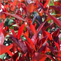 Photinia Carre Rouge - Large