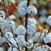 Callicarpa bodinieri Magical Snow Queen - Large Specimen