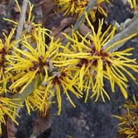 Hamamelis vernalis Amanda - Witch Hazel - LARGE