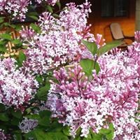 Dwarf Hungarian Lilac - Syringa josikaea Shrub - Large