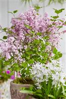 Dwarf Korean Lilac - Syringa Josee - Large Plant