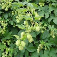 Humulus lupulus 'Nordbrau' - Common Hop - Large 5-6ft Specimen Plant