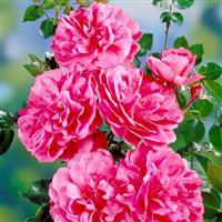 Large 5-6ft Specimen Climbing Rose - Rosarium Uetersen